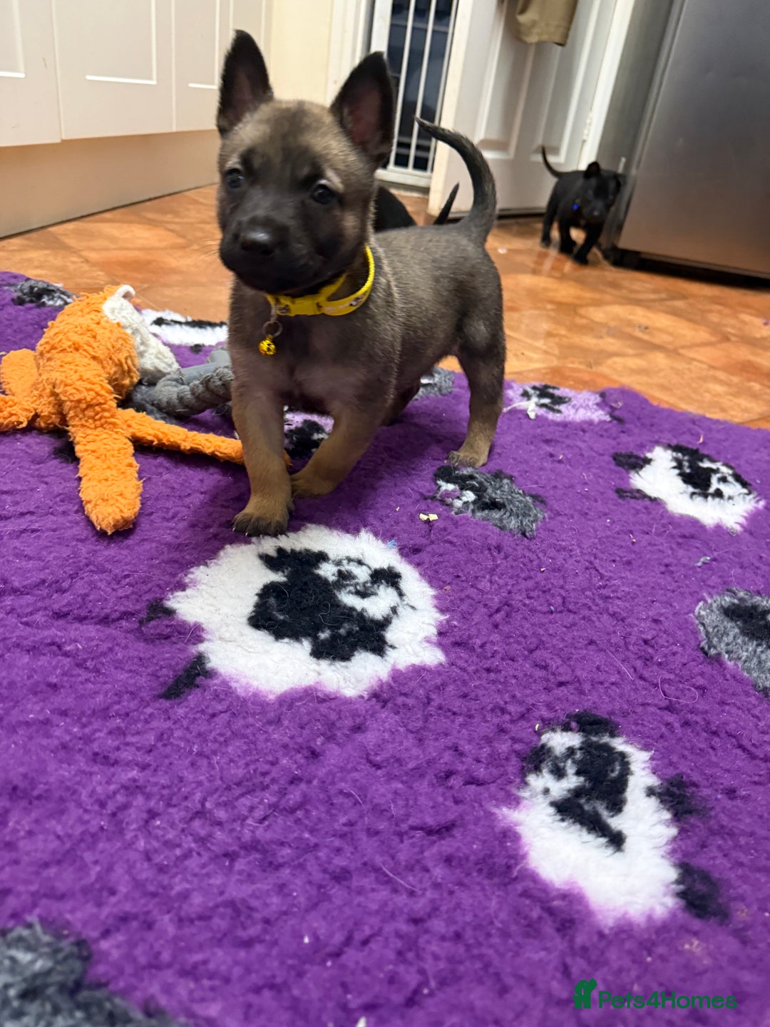 Belgian Shepherd Dog dogs for sale: KC Registered & Health Tested Belgian Malinois - Advert 12