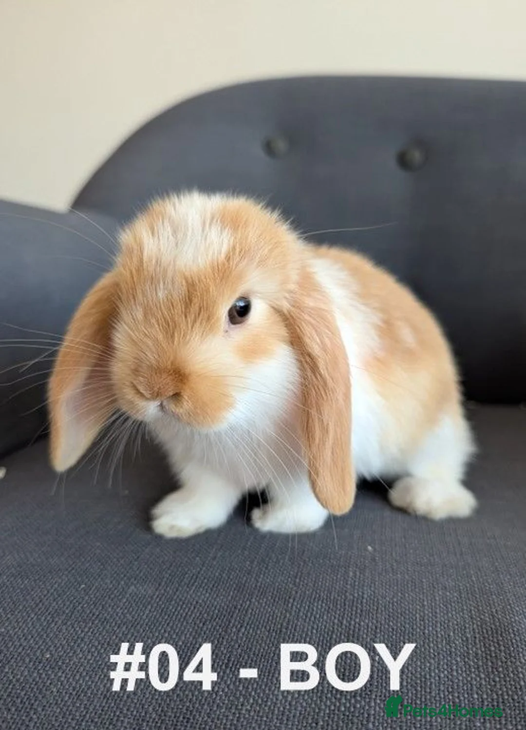 Mini Lop rabbits for sale: Exceptional Mini-Lops. Collect: Sun 16th August - Advert 15