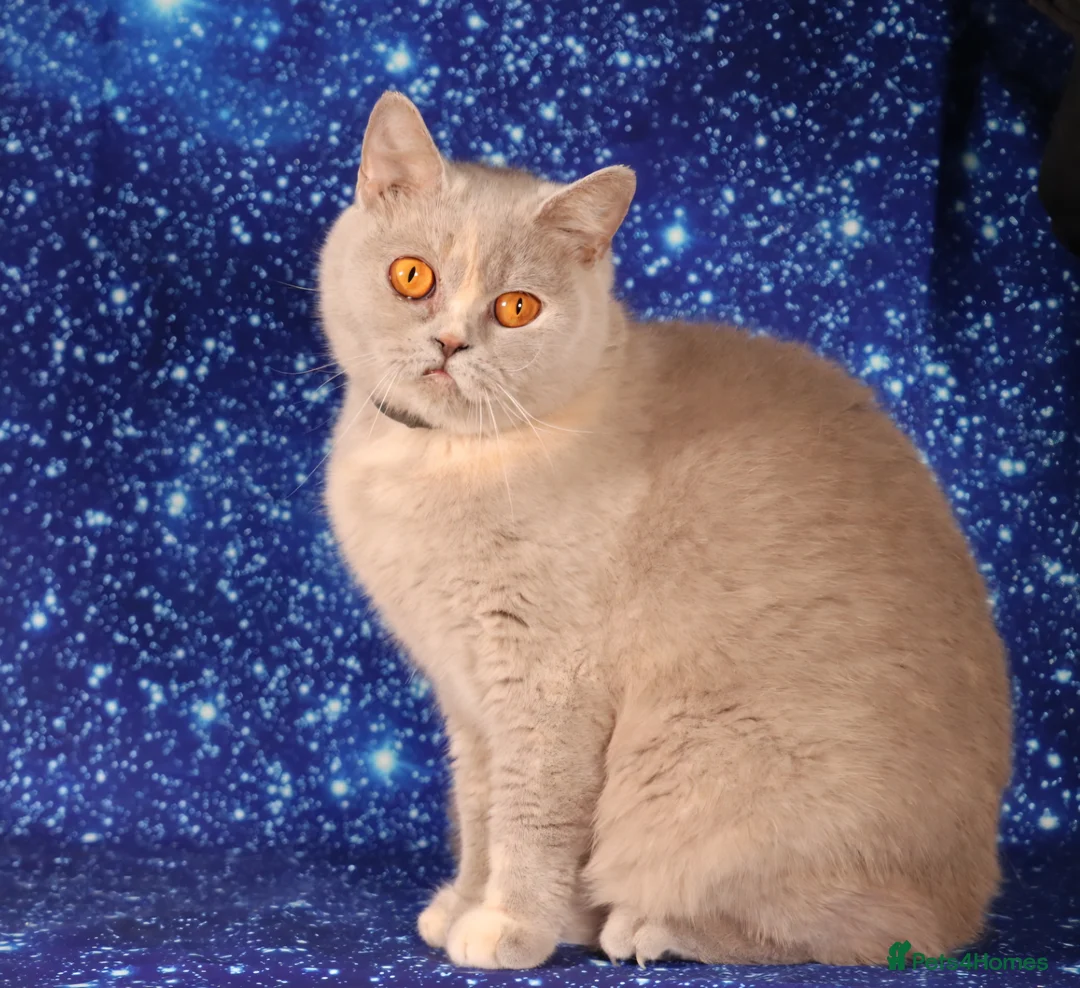 British Shorthair cats for sale: Lilac Tortie female British shorthair available  - Advert 1