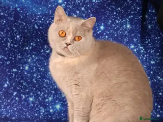 British Shorthair cats Lilac Tortie female British shorthair available - Advert 1