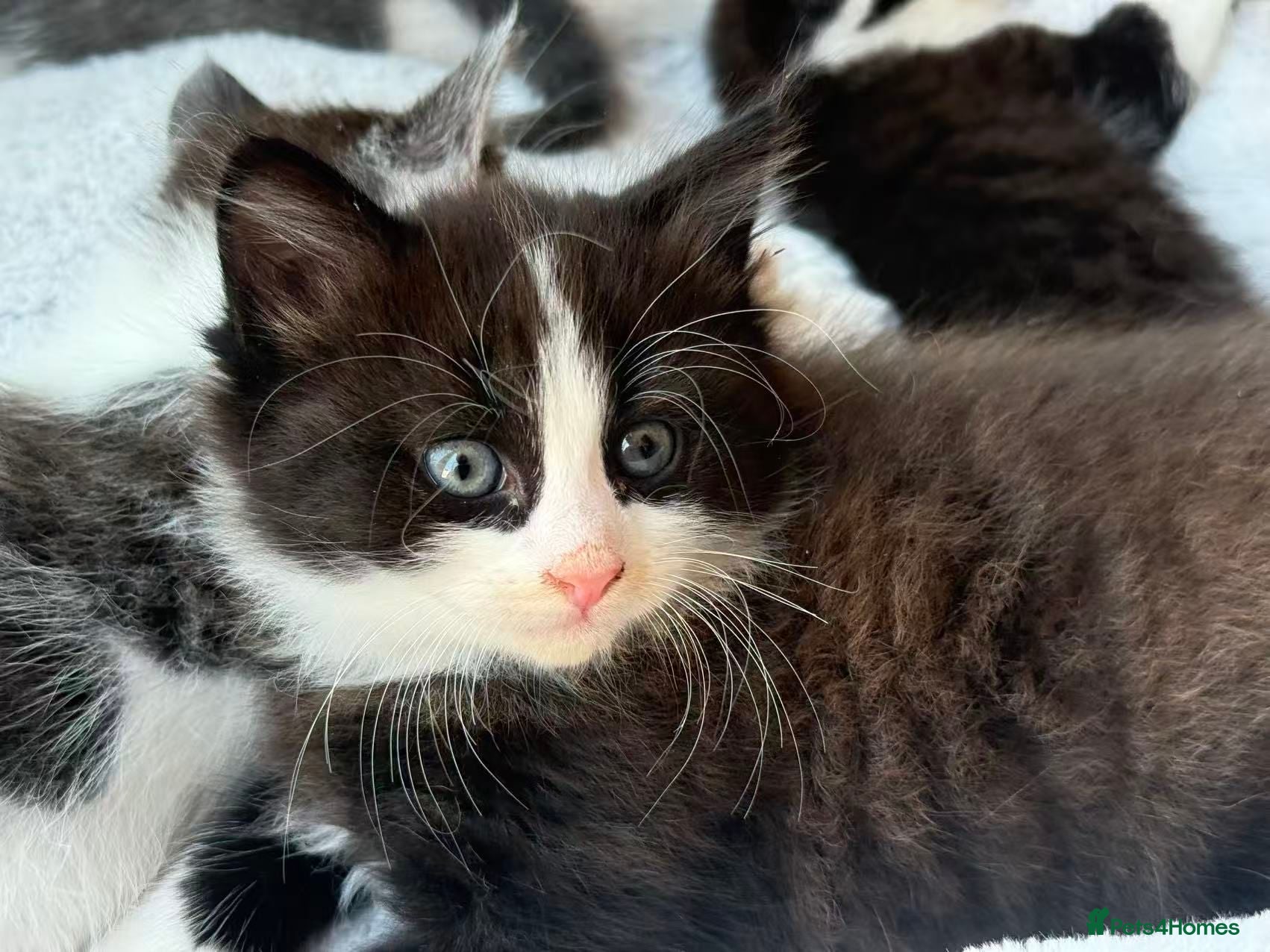 Mixed Breed cats Cute and playful kittens looking for a new home - Advert 3