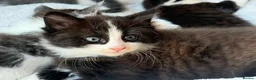 Mixed Breed cats for sale: *Last Boy*Cute and playful kittens for a good home - Advert 1