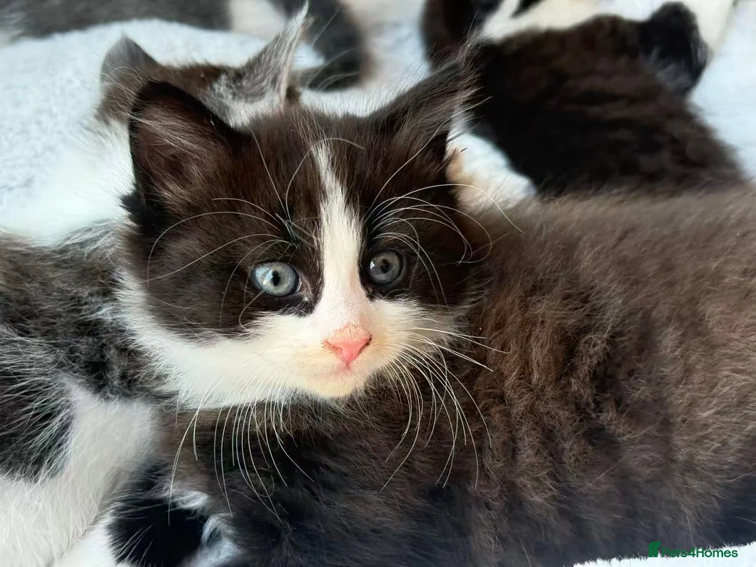 Mixed Breed cats for sale: *Last Boy*Cute and playful kittens for a good home - Advert 1