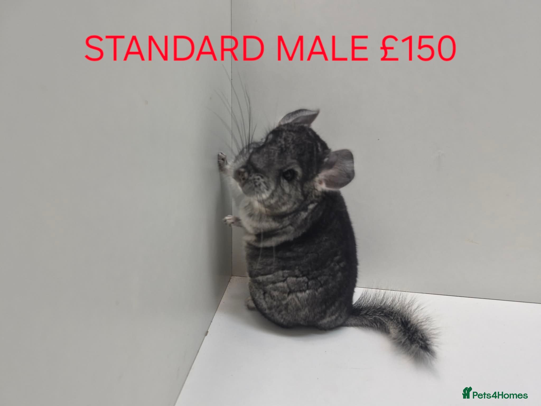 Chinchilla rodents STUNNING BABIES CHINCHILLA MIX COLOURS AND GENDER  - Advert 5