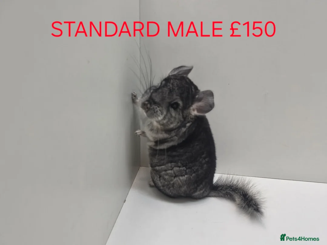 Chinchilla rodents for sale: STUNNING BABIES CHINCHILLA MIX COLOURS AND GENDER  - Advert 1