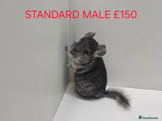 Chinchilla rodents STUNNING BABIES CHINCHILLA MIX COLOURS AND GENDER - Advert 5