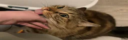 Mixed Breed cats for sale: Friendly female cat - Advert 1