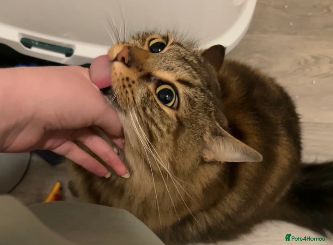Mixed Breed cats for sale: Friendly female cat - Advert 1
