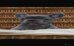 French Bulldog dogs for sale: Beautiful litter of 8 French bulldog puppies - Image 37