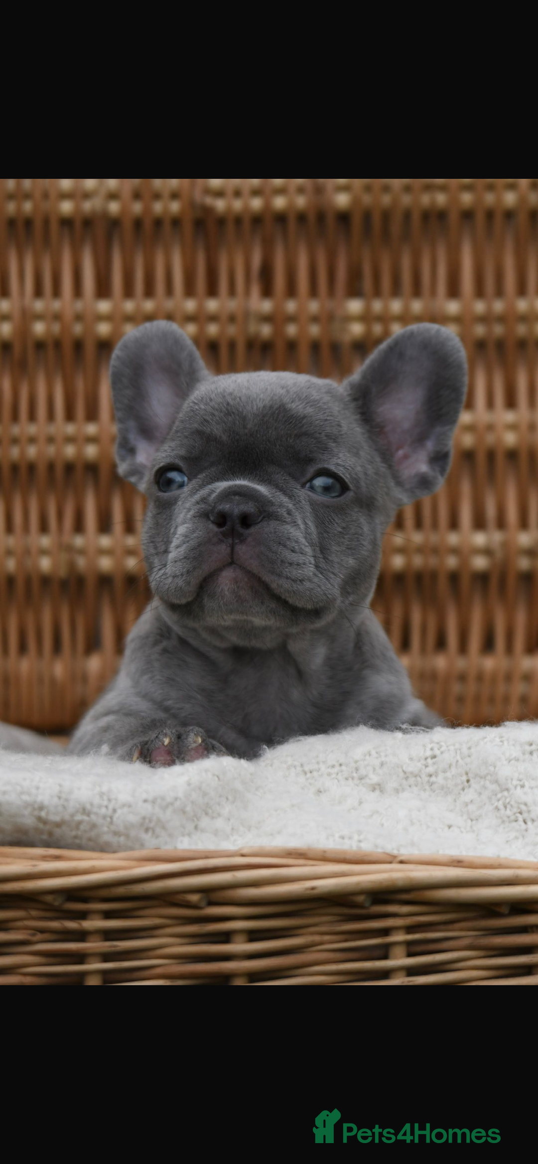 French Bulldog dogs for sale: Beautiful litter of 8 French bulldog puppies - Image 37