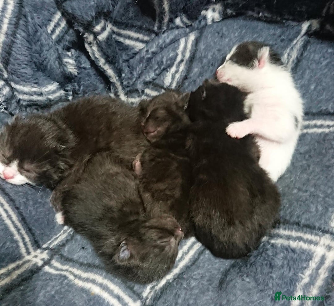 Mixed Breed cats for sale: Beautiful litter of 5 kittens 3 girls 2 boys - Advert 3