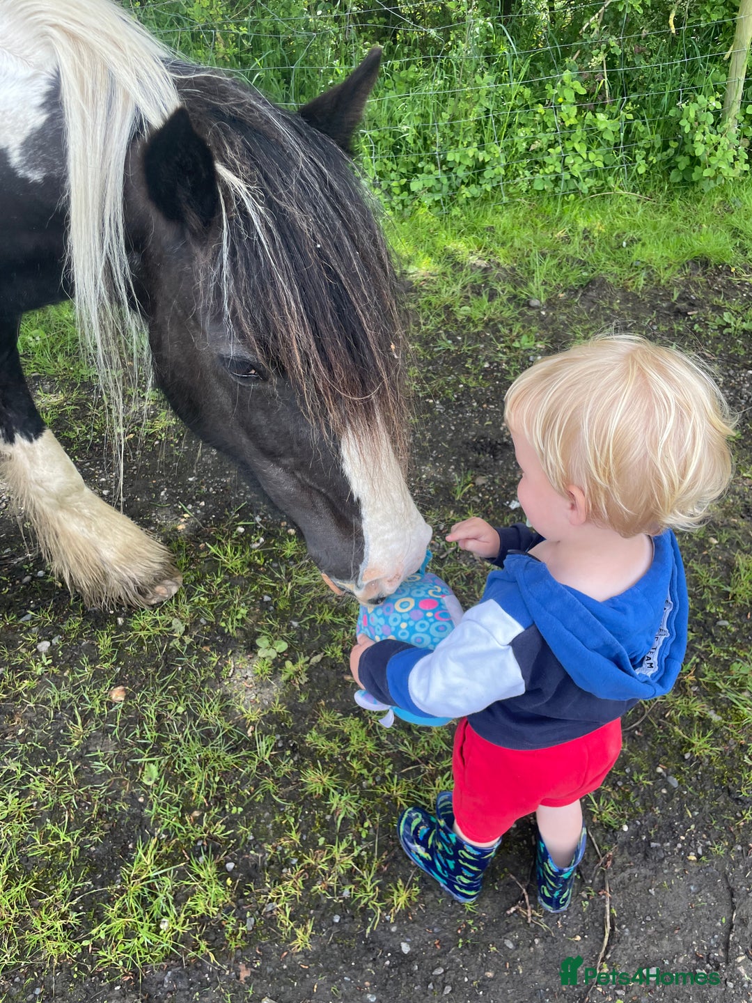 Irish Cob horses for sale: Mothers Dream - Advert 5