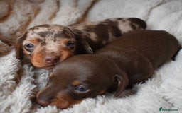 Miniature Dachshund dogs for sale: miniature dachshund puppies ready to reserve 🤍 - Image 5