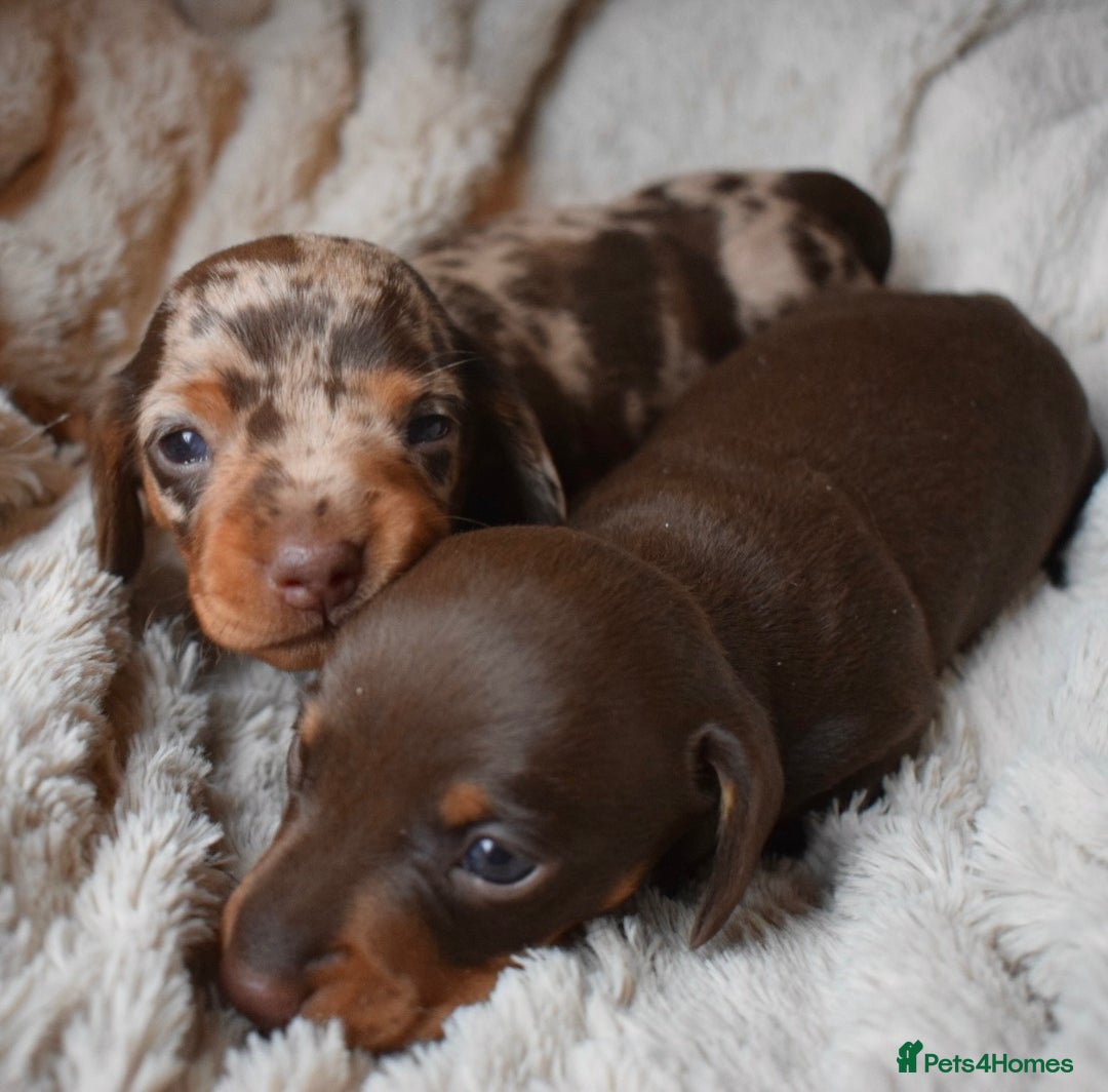 Miniature Dachshund dogs for sale: miniature dachshund puppies ready to reserve 🤍 - Image 5