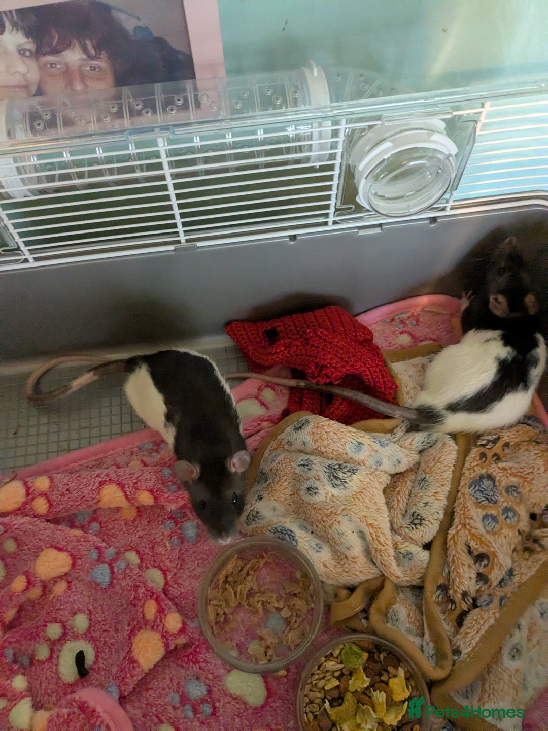 Rat rodents for sale: 3 male rats - Image 2