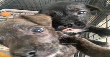 Mixed Breed dogs - Advert 9
