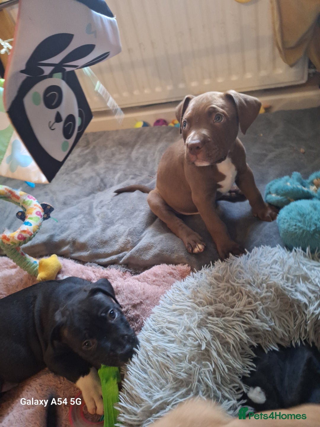 American Bulldog dogs for sale: 11 little hearts need their forever home - Advert 16