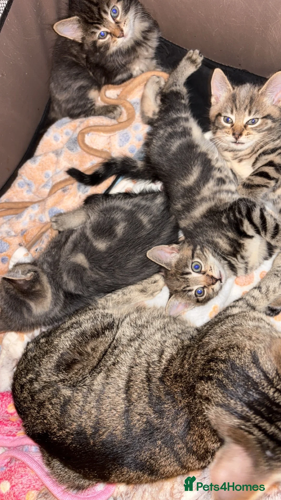 Mixed Breed cats for sale: Cute Kittens For Sale 😍 - Advert 16