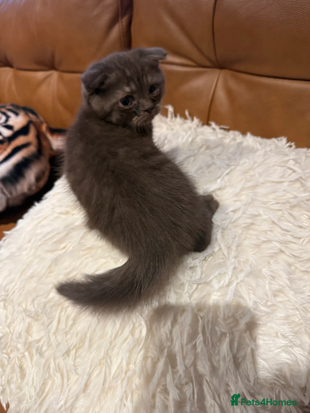 Scottish Fold cats for sale: Stunning BSH X Fold choc Boy  - Advert 15