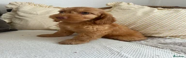 Cockapoo 1
