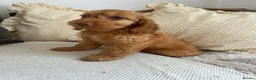 Cockapoo dogs for sale: Reduced ❗️❗️❗️Tiny toy cockapoo - Advert 29