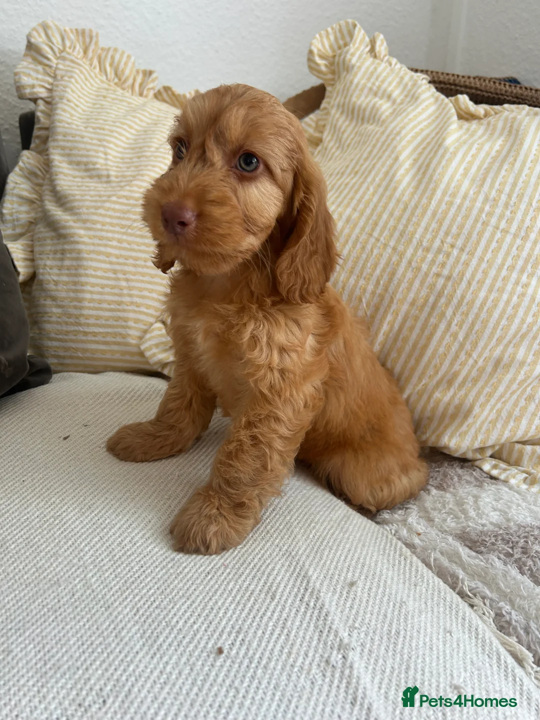 Cockapoo dogs for sale: Reduced ❗️❗️❗️Tiny toy cockapoo - Advert 29