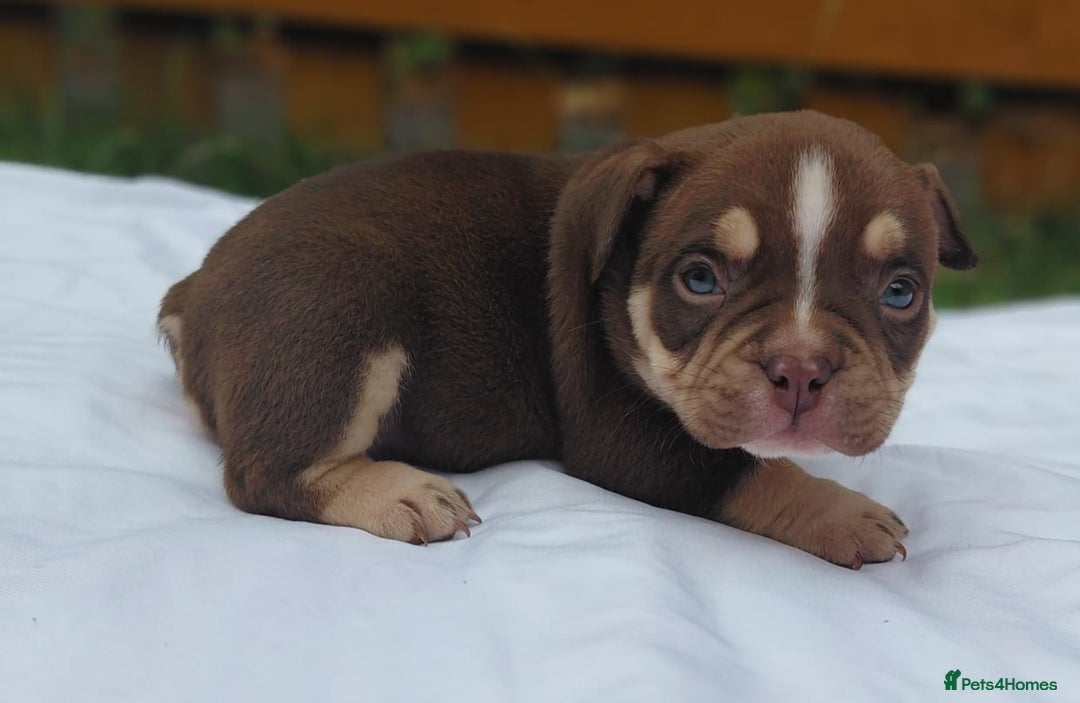 American Bully dogs for sale: REDUCED ABKC QUALITY MICROS - Image 7