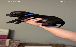 Staffordshire Bull Terrier dogs for sale: Staffordshire bull terrier Staffy staffie - Image 2