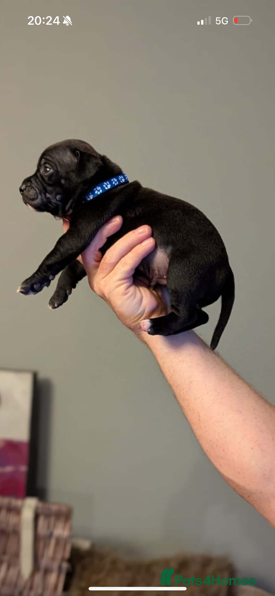 Staffordshire Bull Terrier dogs for sale: Staffordshire bull terrier Staffy staffie - Image 2