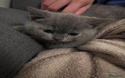 British Shorthair cats for sale: PEDIGREE BSH KITTENS READY TO FOR FOREVER HOMES  - Image 20