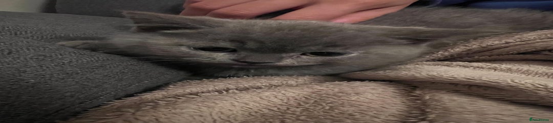 British Shorthair Kitten 1