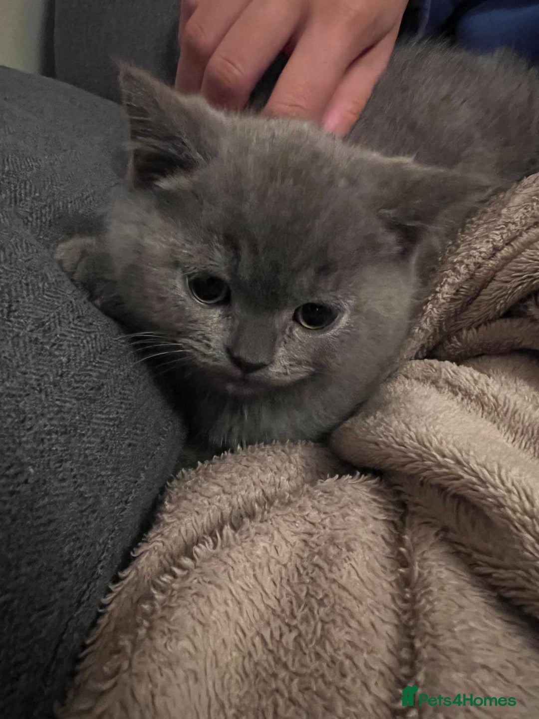 British Shorthair cats for sale: PEDIGREE BSH KITTENS READY TO FOR FOREVER HOMES  - Image 20