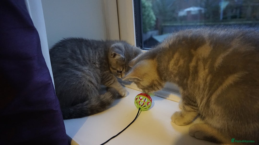 British Shorthair cats for sale: British Blue tabbies boys and girls - Advert 12