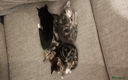 Mixed Breed cats for sale: 3 beautiful kittens looking for their forever home - Image 1
