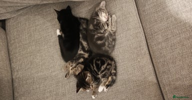 Mixed Breed cats - Advert 6