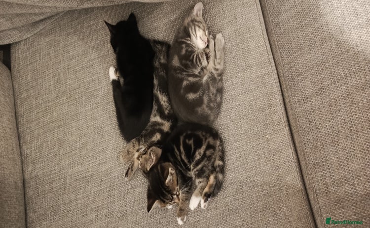 Mixed Breed cats - Advert 2