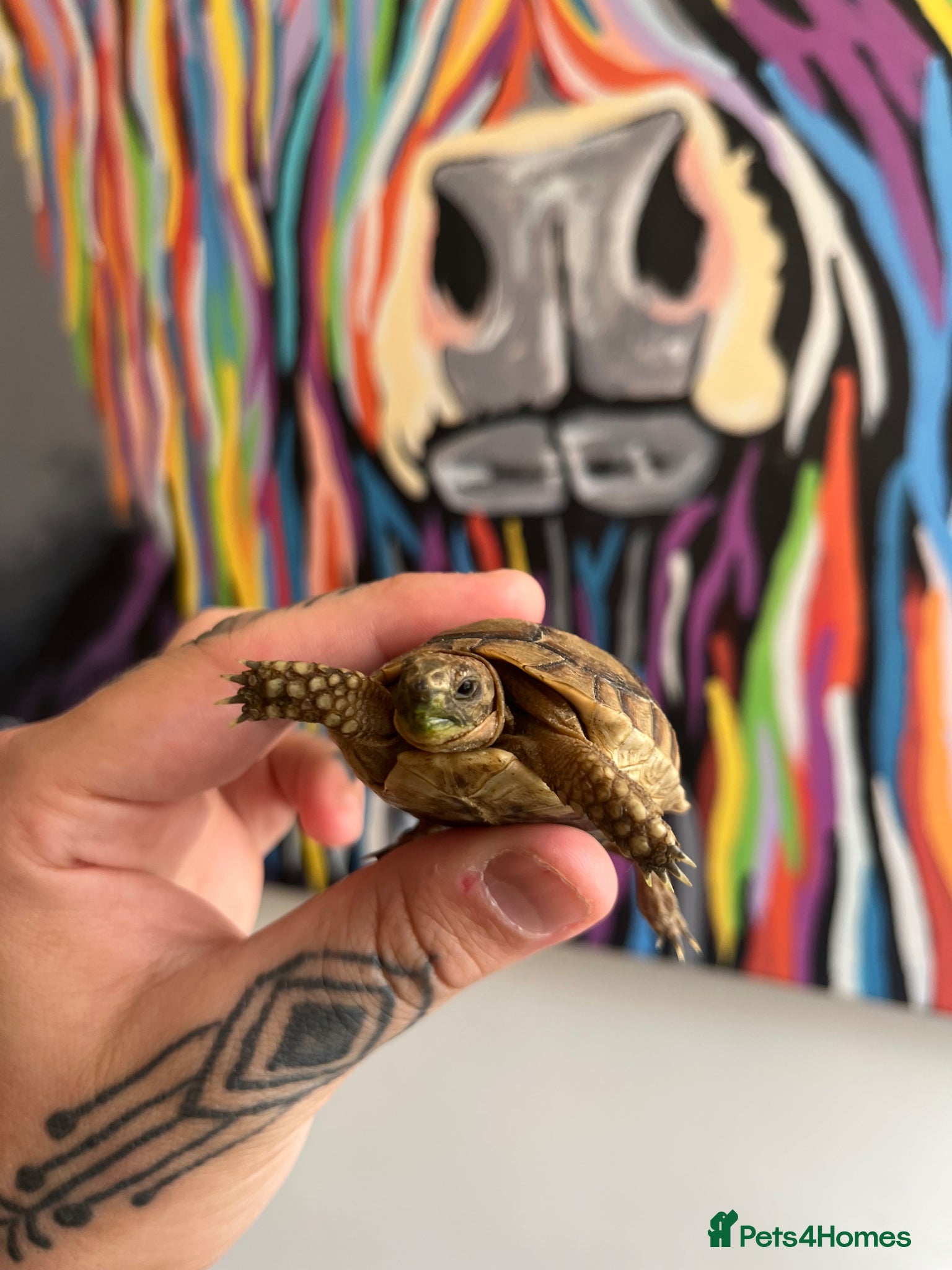 Tortoise reptiles BABY GREEK TORTOISE  - Advert 17