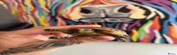 Tortoise reptiles for sale: BABY GREEK TORTOISE  - Advert 4
