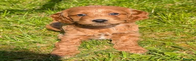 Cockapoo Puppy 8