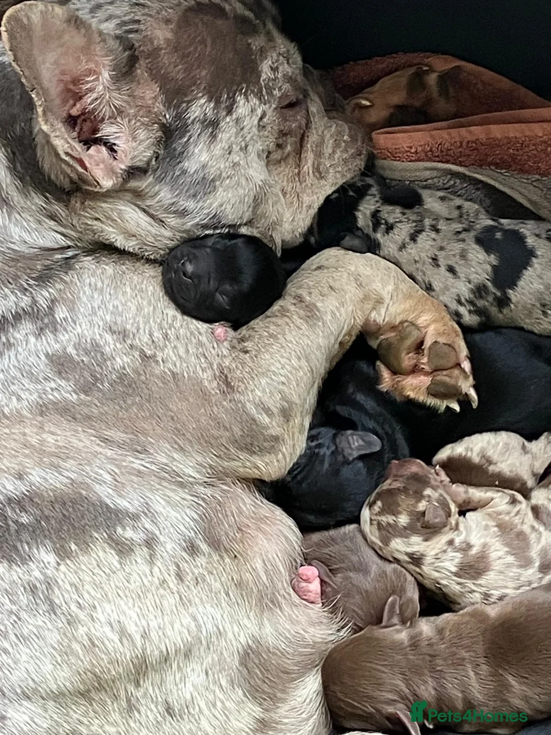Mixed Breed dogs for sale: Frenchie Sproodles - Advert 2