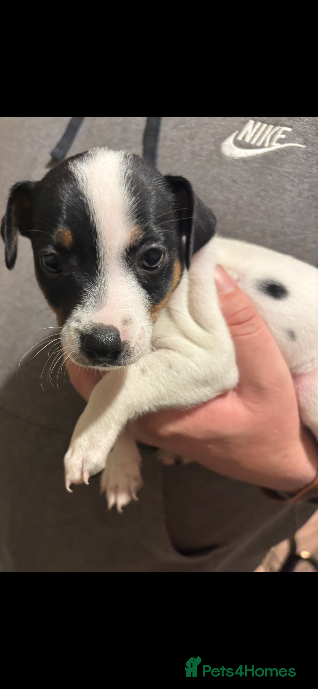 Jack Russell dogs for sale: ONE GIRL LEFT!!  Jack Russell puppies - Advert 16