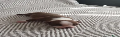 Boston Terrier 2