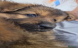 German Shepherd dogs for sale: Ready to leave  german shepherd puppy  - Image 5