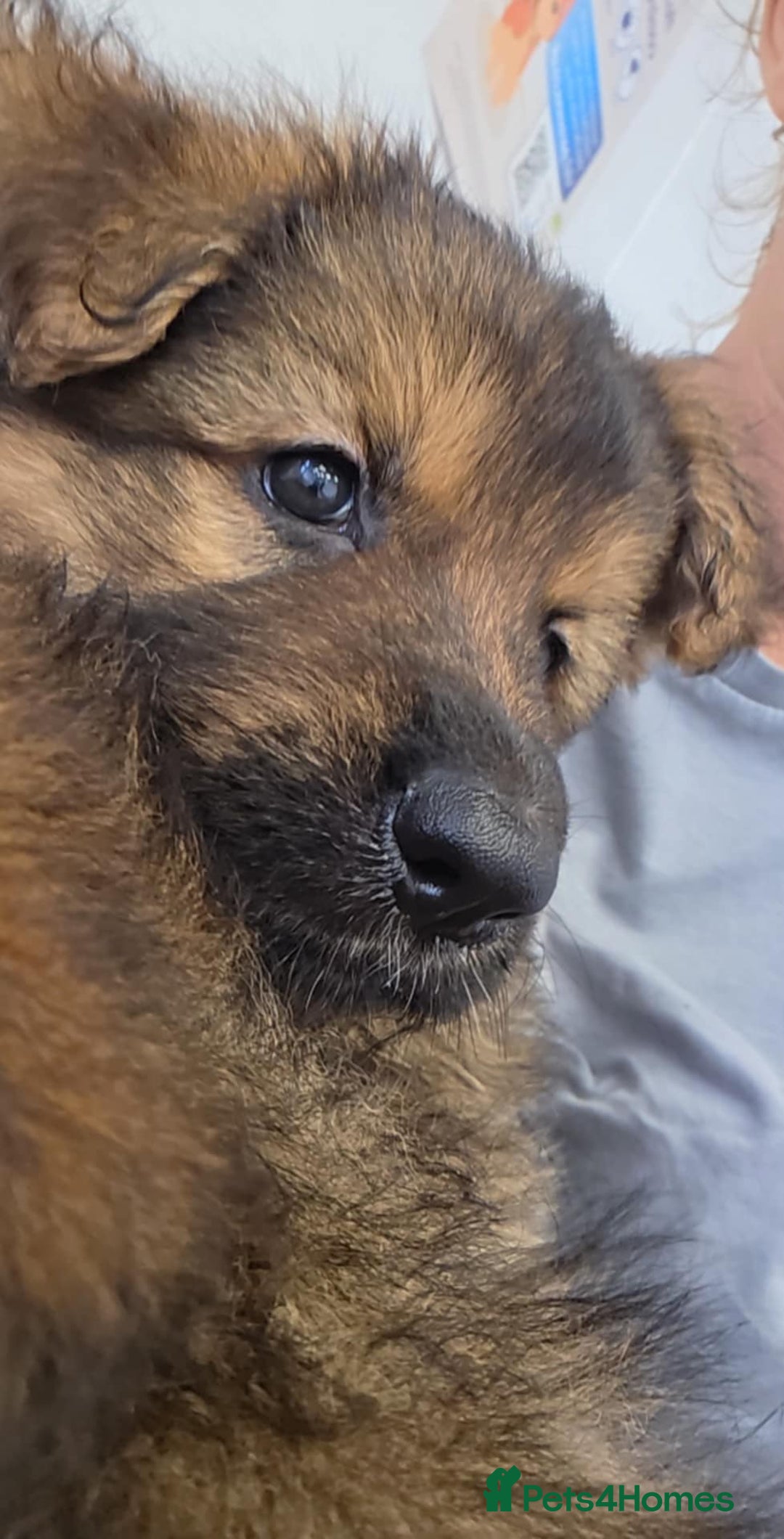 German Shepherd dogs for sale: Ready to leave  german shepherd puppy  - Image 5