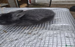Lionhead rabbits for sale: Lionhead  - Image 3