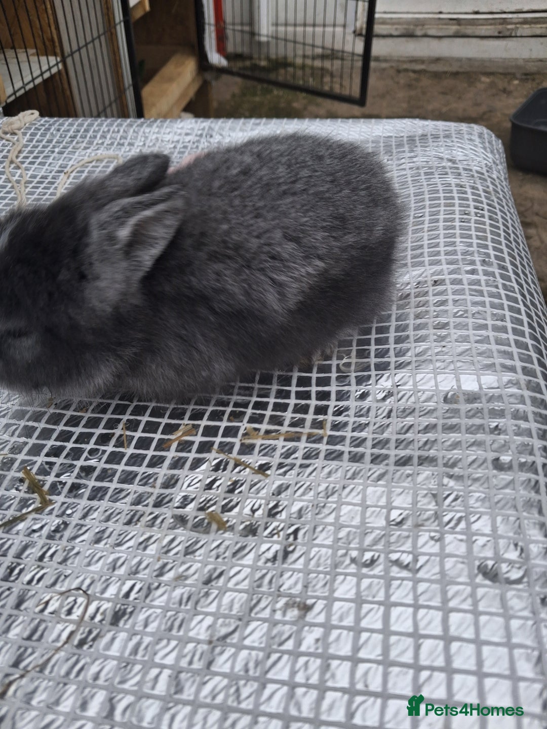 Lionhead rabbits for sale: Lionhead  - Image 3
