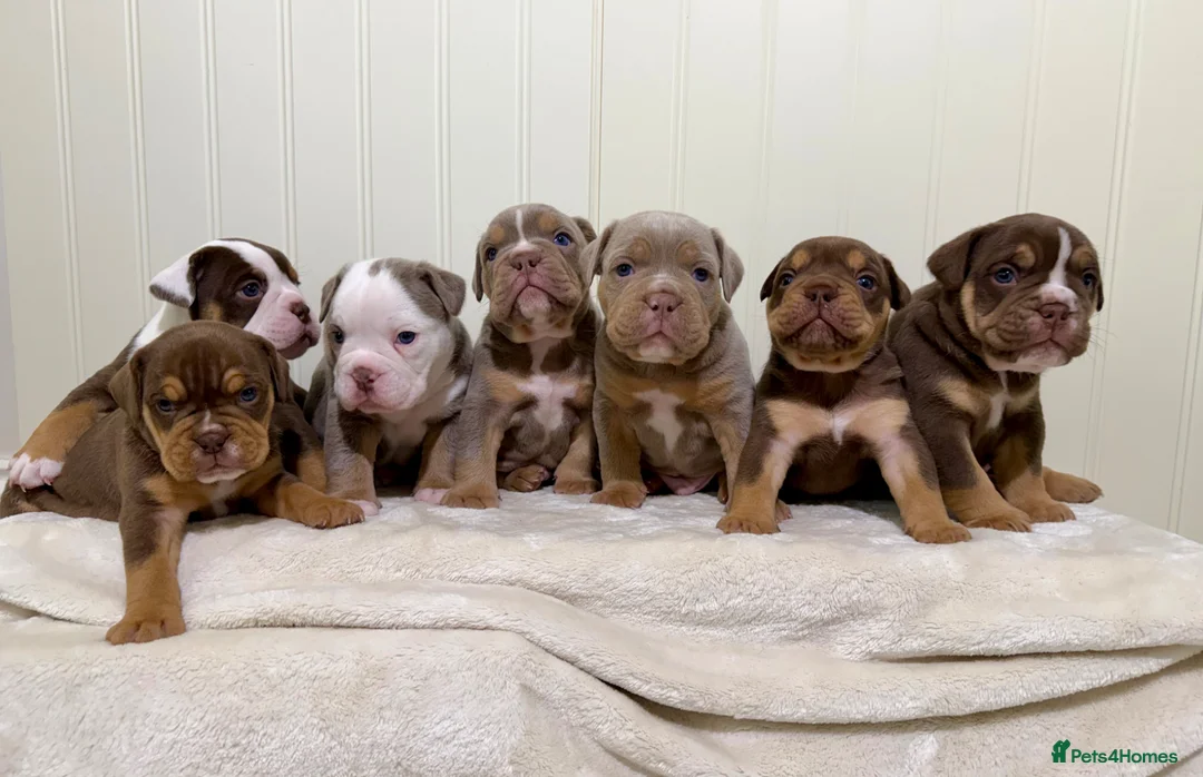 Old Tyme Bulldog dogs for sale: Adorable Old Tyme Bulldogs  🐾 - Advert 1