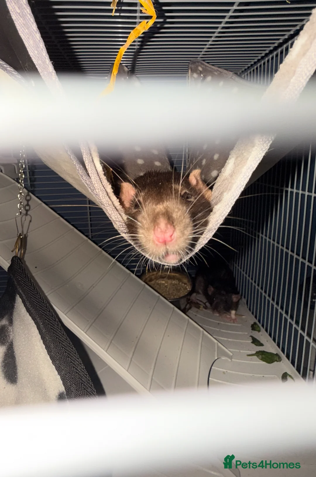 Rat rodents for sale: 4 female rats for adoption  - Advert 2