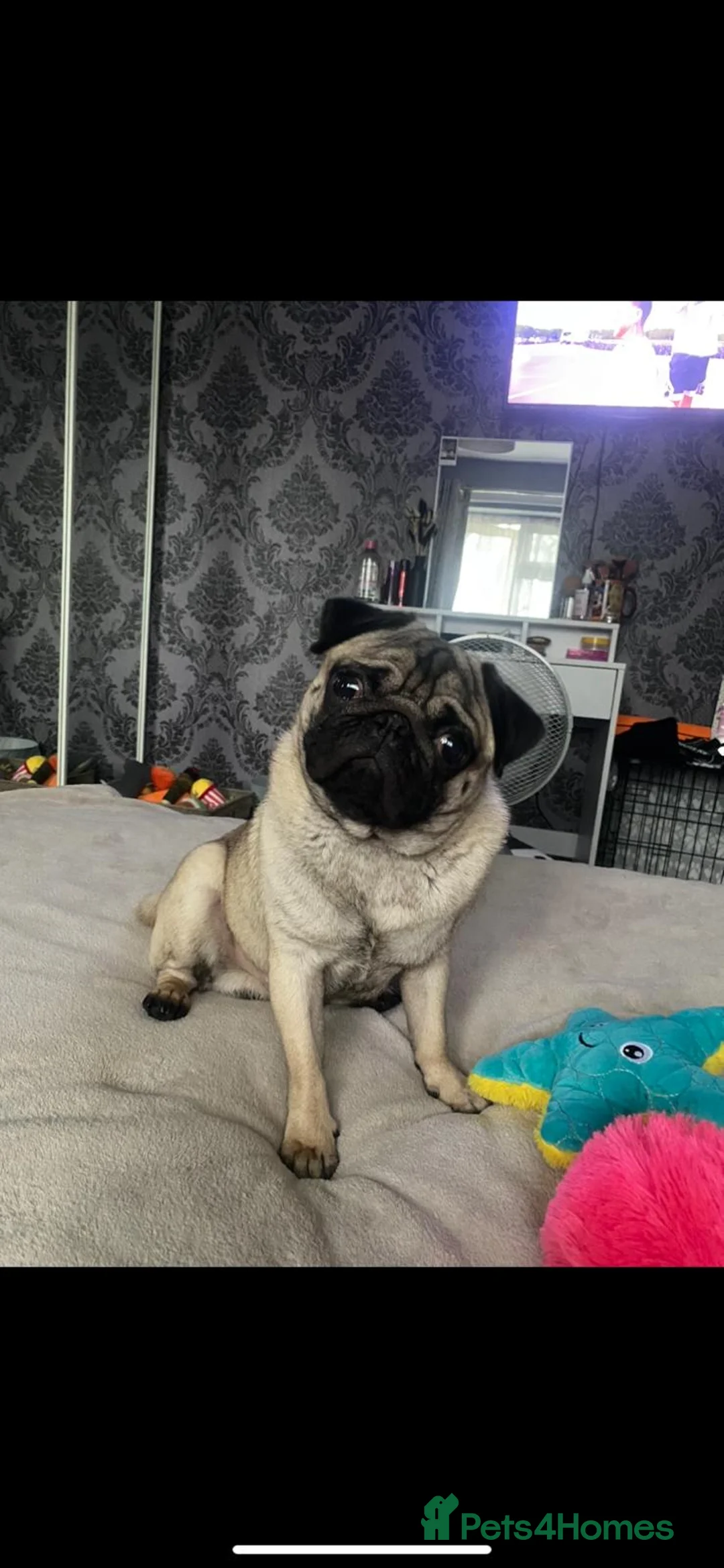 Pug dogs for stud: Kc reg stud pug in Waltham Cross - Advert 5