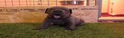Cane Corso dogs for sale: Health tested cane corso pups for sale  - Advert 3